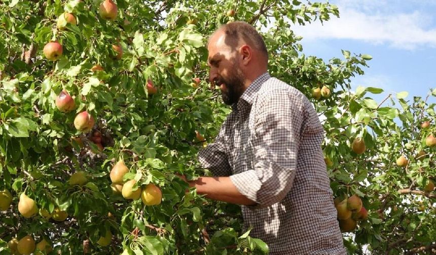 Malatya’da Bu Armudun Kilosu 100 TL! Hasat Başladı, Üretici Siparişlere Yetişemiyor