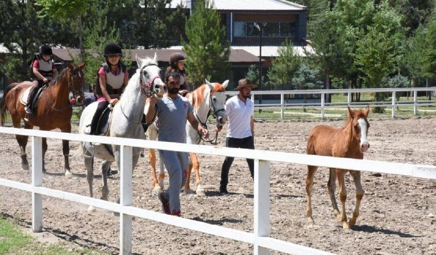 Malatya’da Ata Binmek İsteyenlerin Uğrak Noktaları! İşte O Yerler