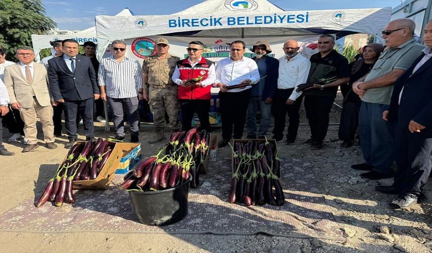 Birecik’te Festival Coşkusu Tarlaya Taştı: Tescilli Patlıcan Hasadıyla Başladı
