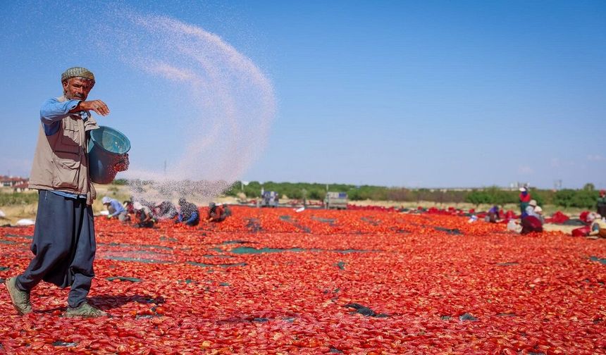 Malatya’da 350 Dekarlık Tarlada Üretiliyor! Kurutulduğu Alan İse Şaşırttı