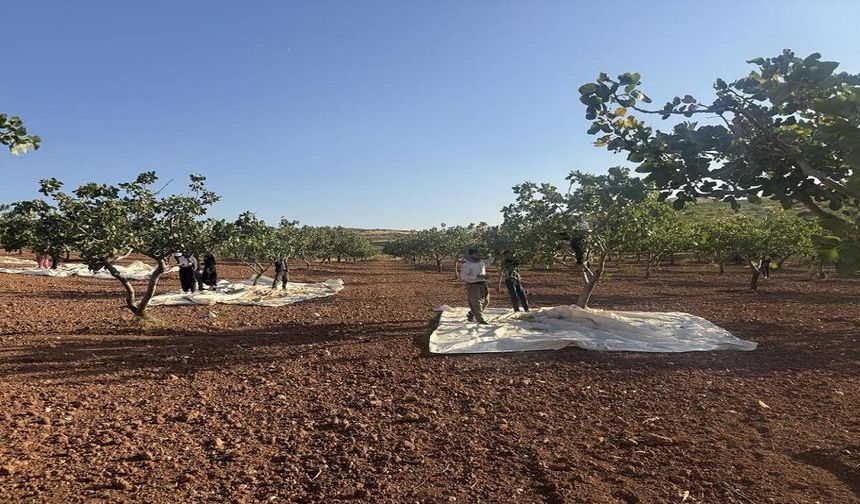 Siirt’te ‘Yeşil Altın’ İçin Hasat Mesaisi Başladı