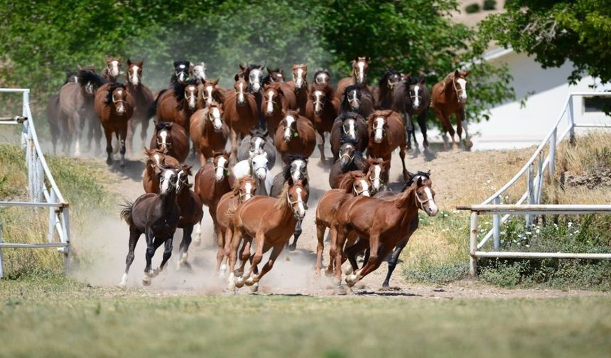 Şehirden Uzaklaşmak İsteyenler Buraya! Malatya’nın 160 Yıllık Sultansuyu Harası