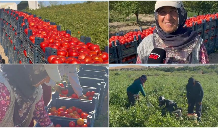Malatya’da Tarlada 10 Lira, Markette 100 Lira! Üretici İsyan Etti: “Eken Kazanmıyor, Aracı Kazanıyor”