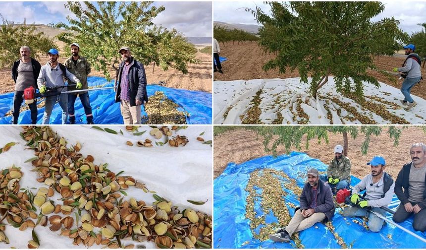 Malatya’da 200 Bin Ağacı Var, Üretici Ürününü Satamıyor!