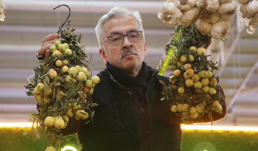 İki Yılda Bir Yetişiyor, Sivas'ta Satılan Meyve Yok Satıyor!