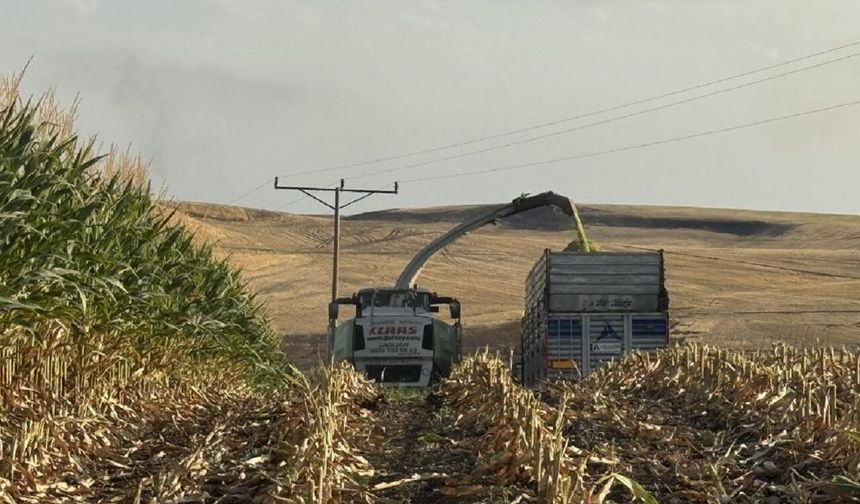 Diyarbakır’da Silajlık Mısır Hasadı Başladı: Dekar Başına 6 Ton Verim Bekleniyor