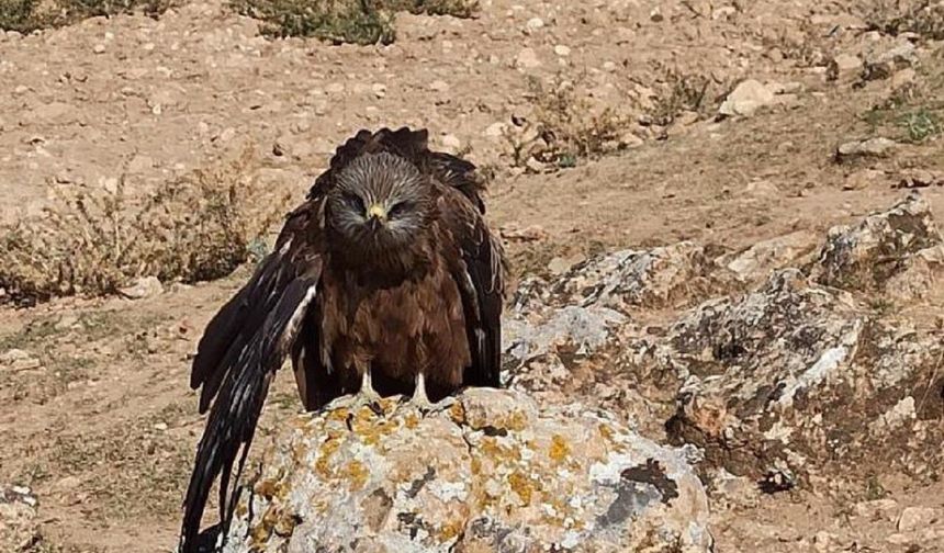Elazığ’da Köylüler Gördükleri Karşısında Harekete Geçti! O Canlıyı Yalnız Bırakmadılar