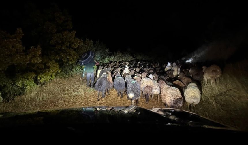 Dağlık Alanda Kritik Bekleyiş! Çoban ve 200 Hayvan İçin Ekipler Seferber Oldu