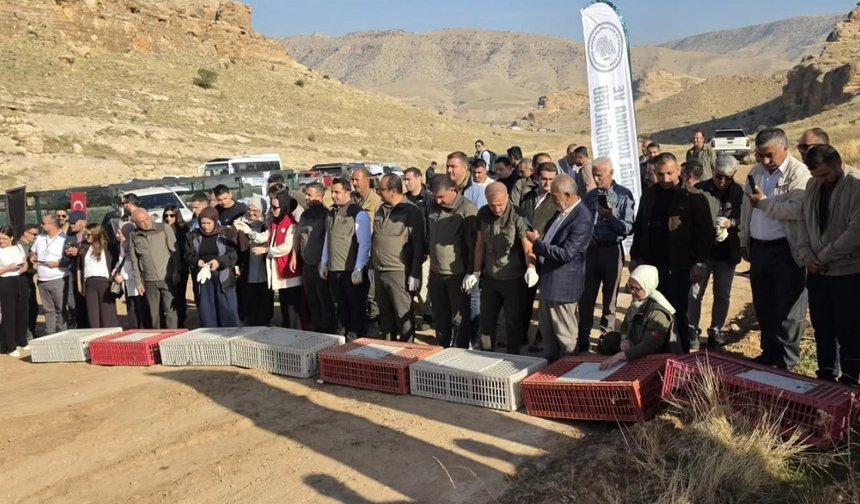 Batman’da 300 Keklik Doğaya Salındı! Amaç Biyolojik Çeşitliliği Korumak
