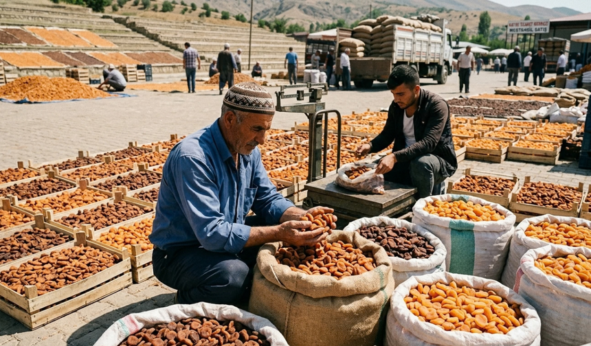 Malatya’da Kayısıda İki Rakam Arasında Uçurum Var! İşte Nedeni