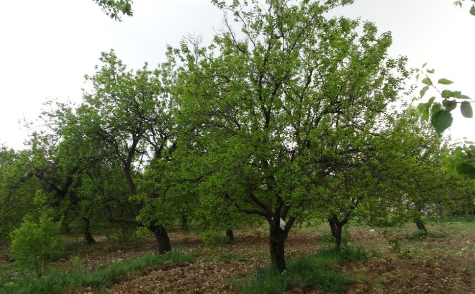Malatya'da kayısı ağaçları yeniden yeşerdi