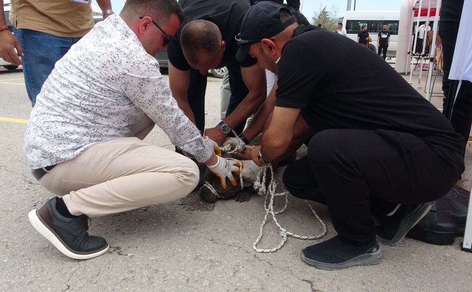 Malatya’da Pitbull Korkusu: Kalabalığa Saldırdı, 1 Kişi Yaralandı