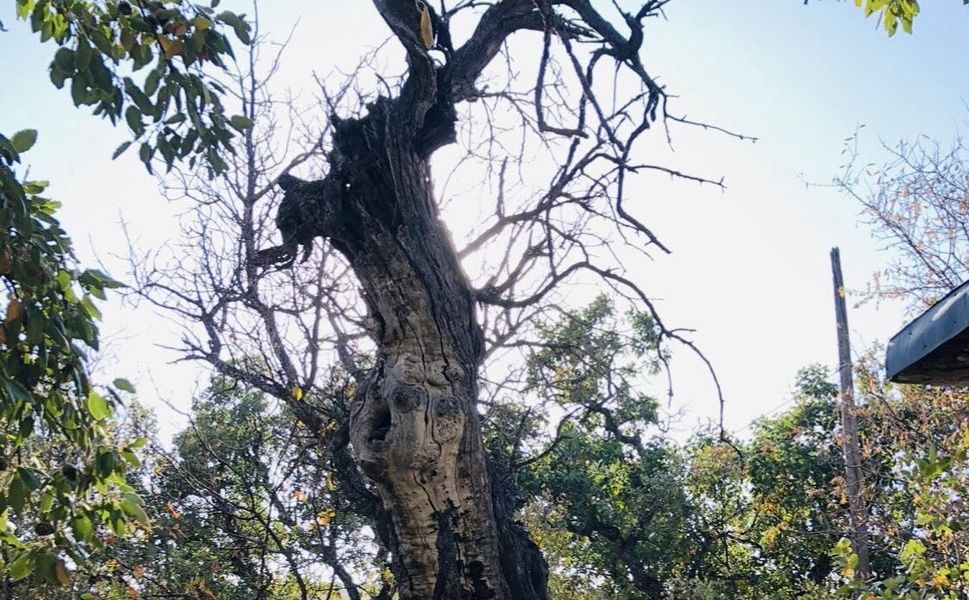 Zamanın Tanığı Menengiç: Arapgir'in 800 Yıllık Mirası Tescil Yolunda!