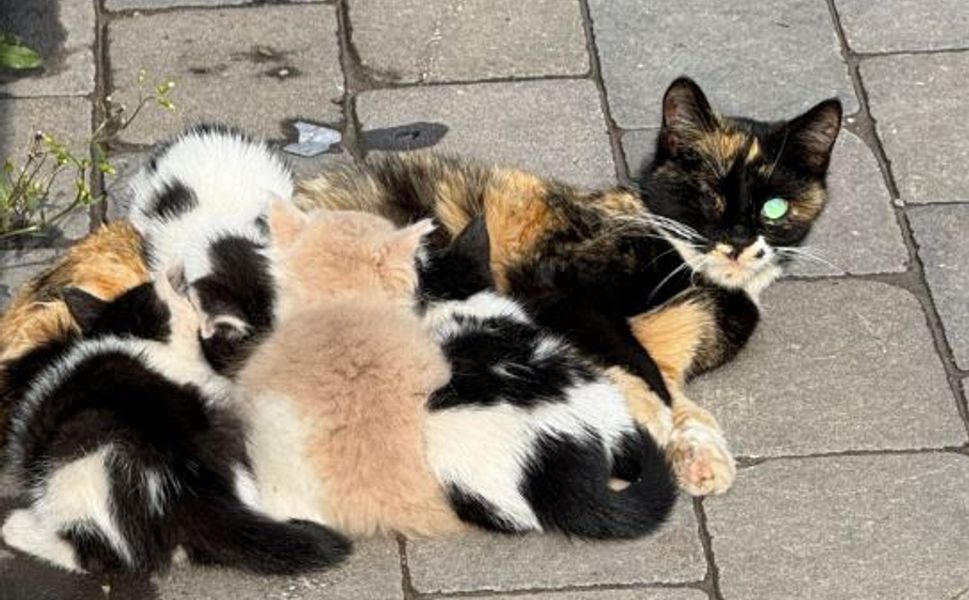 Malatya’da Yavruları Çalınan Kedi 3 Gündür Ağlıyor