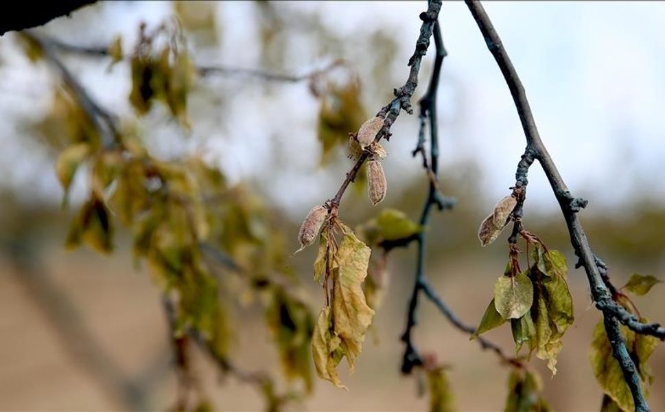 Malatya’da zirai destek ödemeleri haftaya başlıyor
