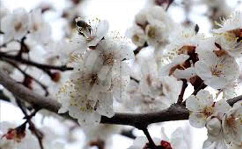 Malatya’ya Cemre Düşecek!