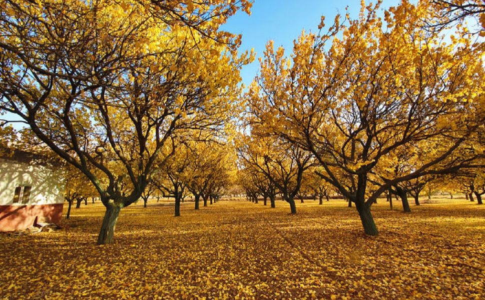 Malatya Kayısısında Telafisi Olmayan Sır Gibi Hata
