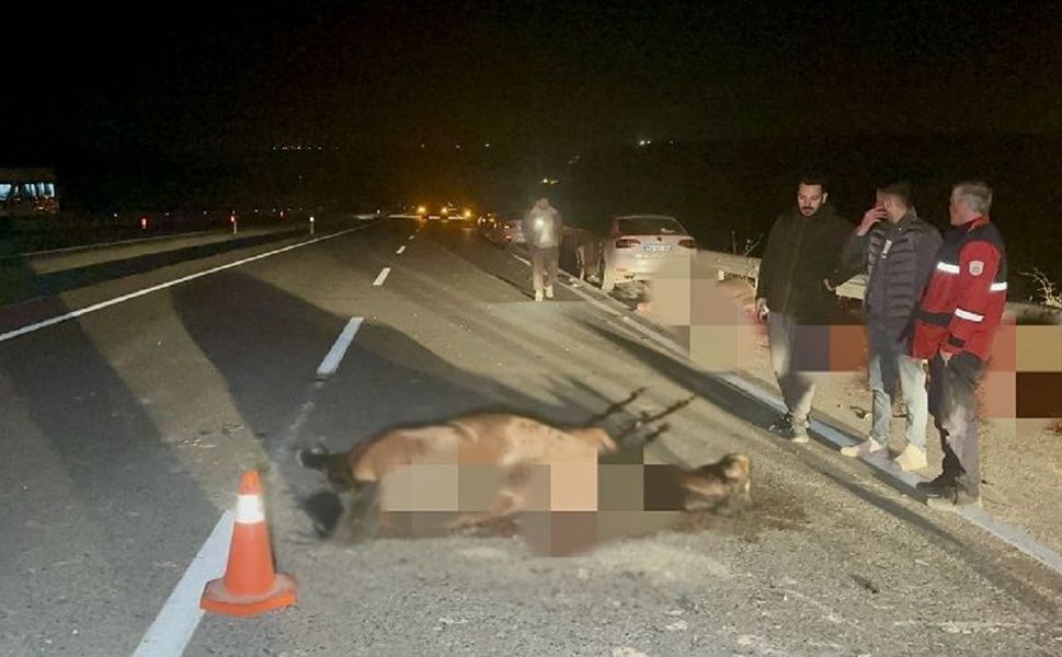 Sultansuyu'ndaki "Kaçak At" Skandalında Fatura Kesildi