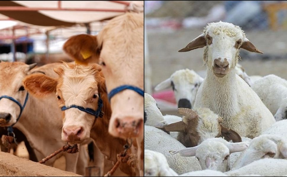 Malatya'da Hastalık Riski! 30 Nisan'a Kadar Aşıyı Yaptırmayan Kalmasın