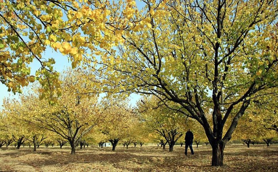 Malatya Kayısı Bahçelerinde Görünürlerse Acil Eylem Planı Başlatılacak
