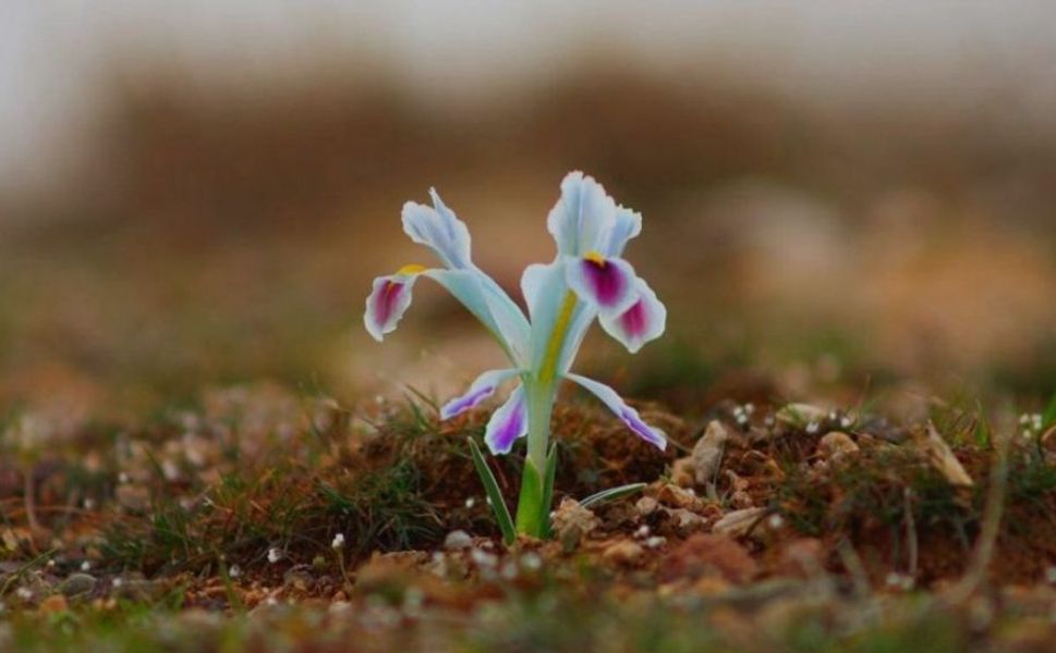 Malatya’da Nevruz Çiçekleri Şubatta Açtı: Bahar Erken Geldi
