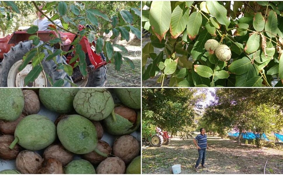 Malatya’da Babasından Kalan Mirası Öyle Bir Şeye Dönüştürdü Ki! Bu Yıl 2 Ton Bekliyor...