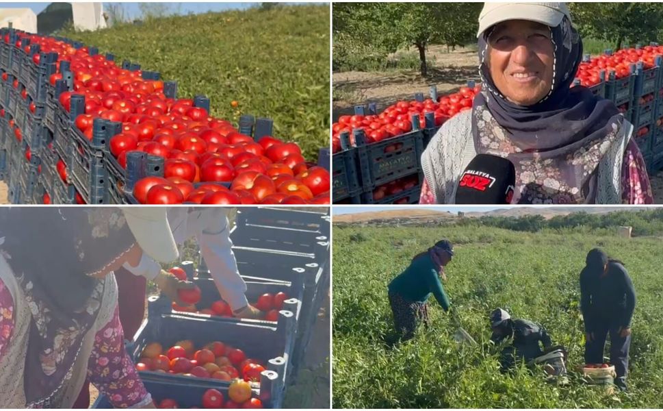 Malatya’da Tarlada 10 Lira, Markette 100 Lira! Üretici İsyan Etti: “Eken Kazanmıyor, Aracı Kazanıyor”