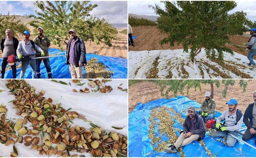 Malatya’da 200 Bin Ağacı Var, Üretici Ürününü Satamıyor!