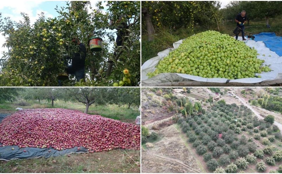 Malatya’da Geçen Yıl Don Vurdu, Bu Yıl Rekor Bekleniyor!