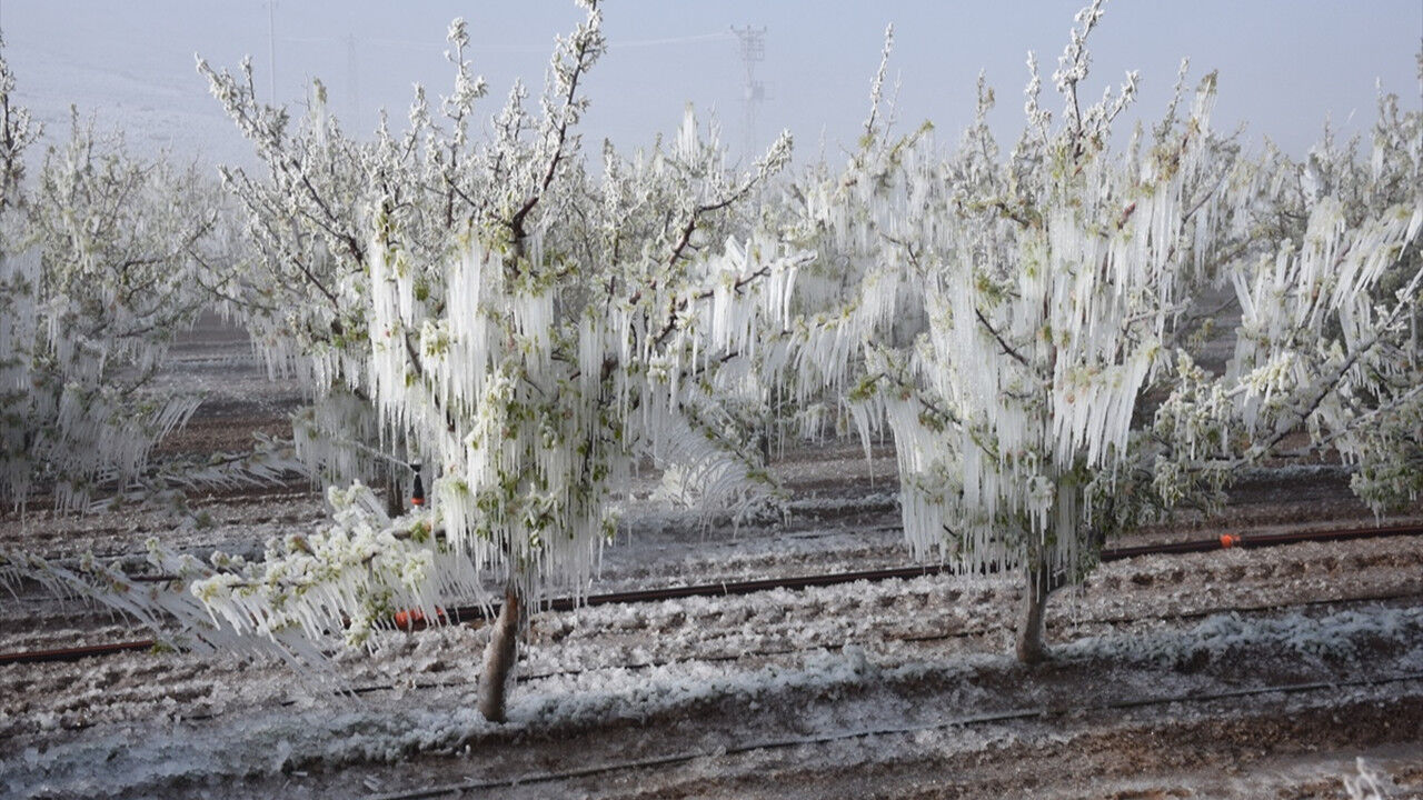 Zirai Don Felaketi Bir Yillik Emek Bir Gecede Yok Oldu Ocbq