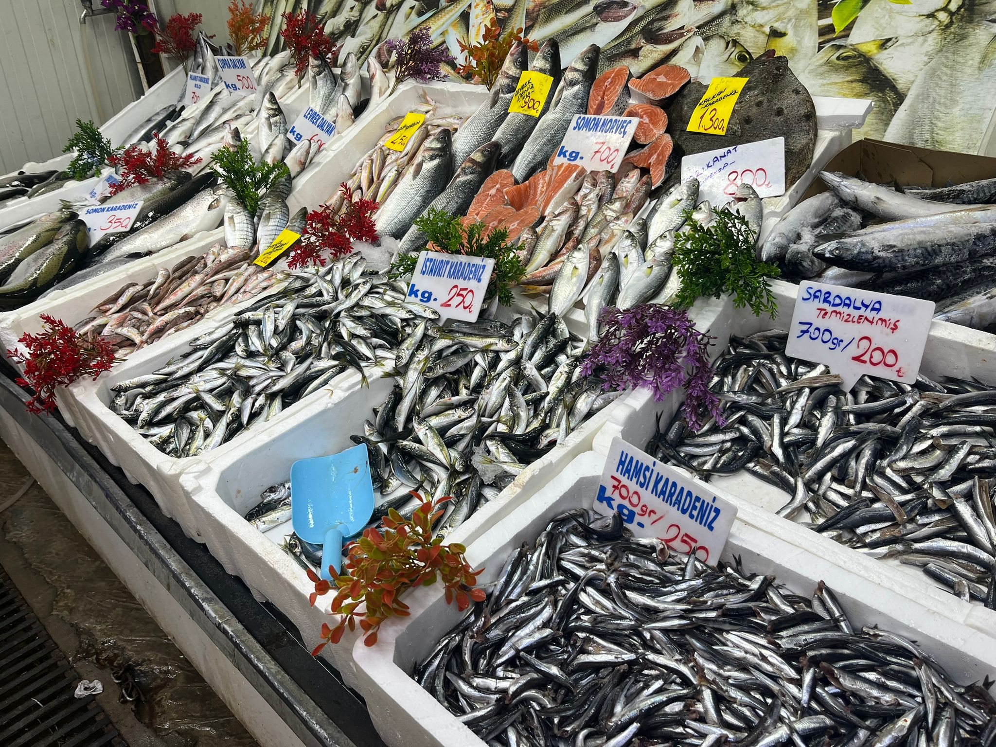 475Dfc0A 3E8A 4E48 Bc68 D00883D20Cdc