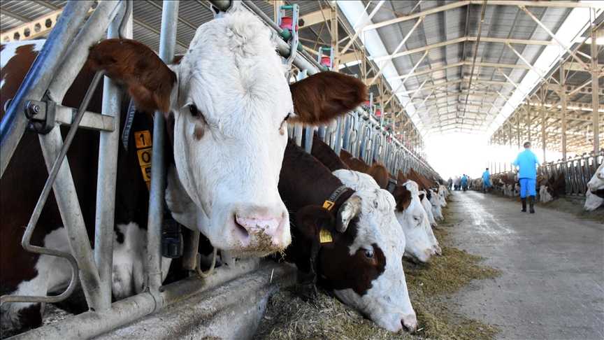 Thumbs B C D6961171785F26168531C67626Fc77Ed-1