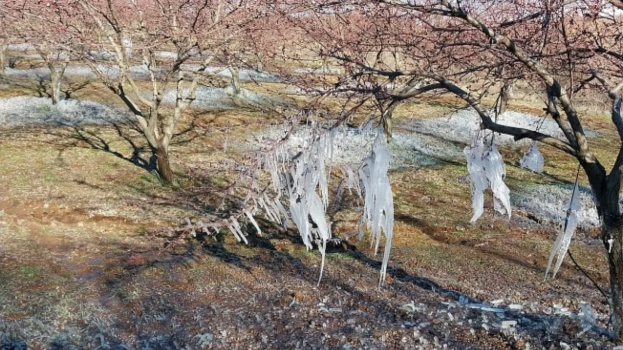 Kayisi Don Vurdu H14107 0D098