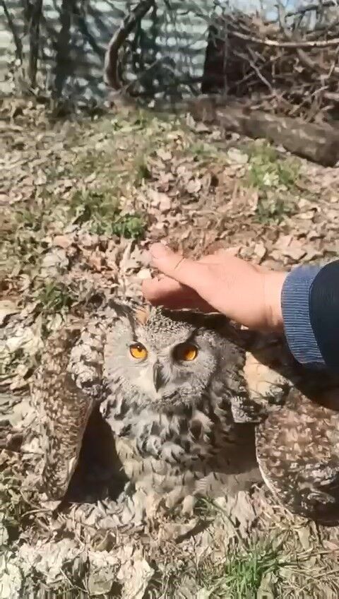 Doğada bulduğu puhu kuşunu 'fıstık' diyerek sevdi