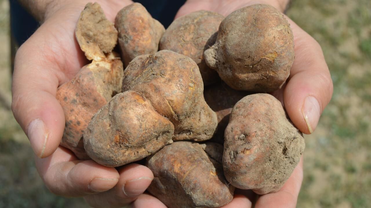 Domalan Mantari Aa 1579215