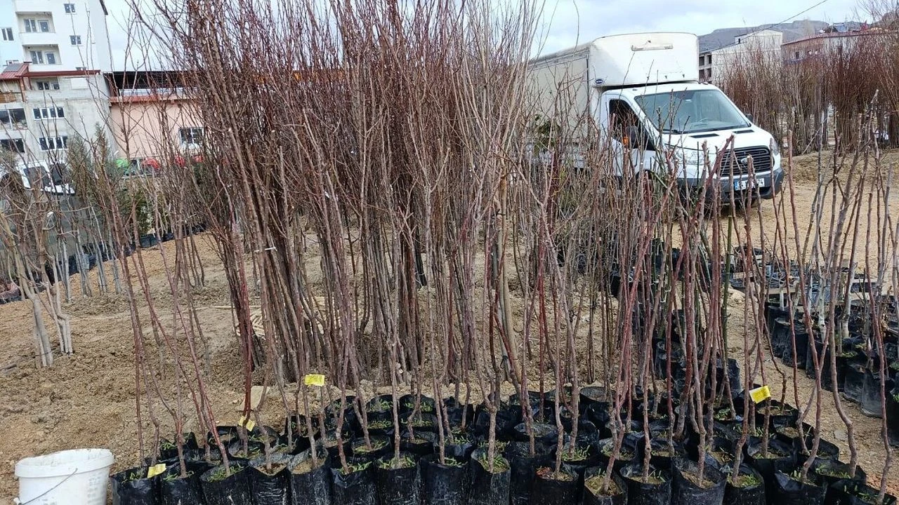 Malatya Kayisi Fidani