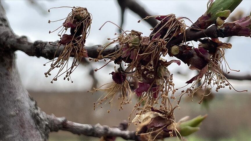 Thumbs B C 6F93A51D1E908209555C7520F81Ba49B-1