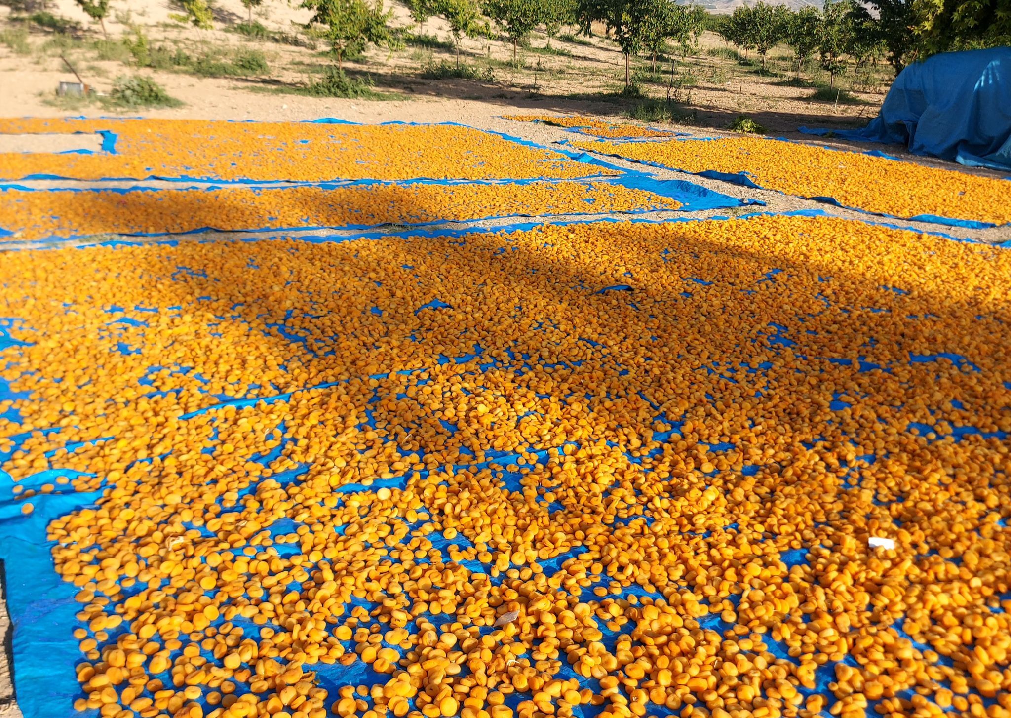 Whatsapp Image 2026 04 03 At 15.52.39