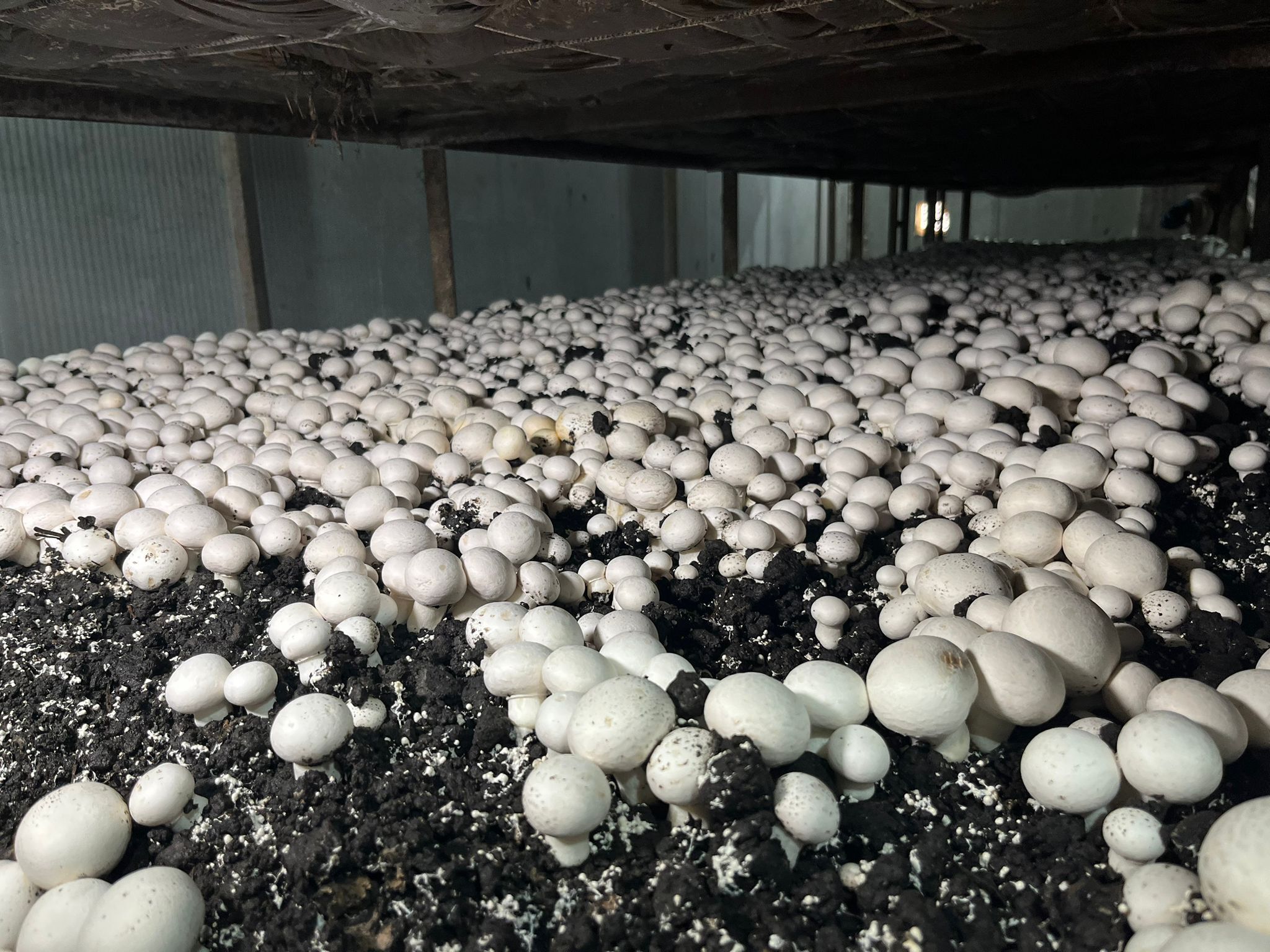 Whatsapp Image 2026 04 26 At 14.29.12