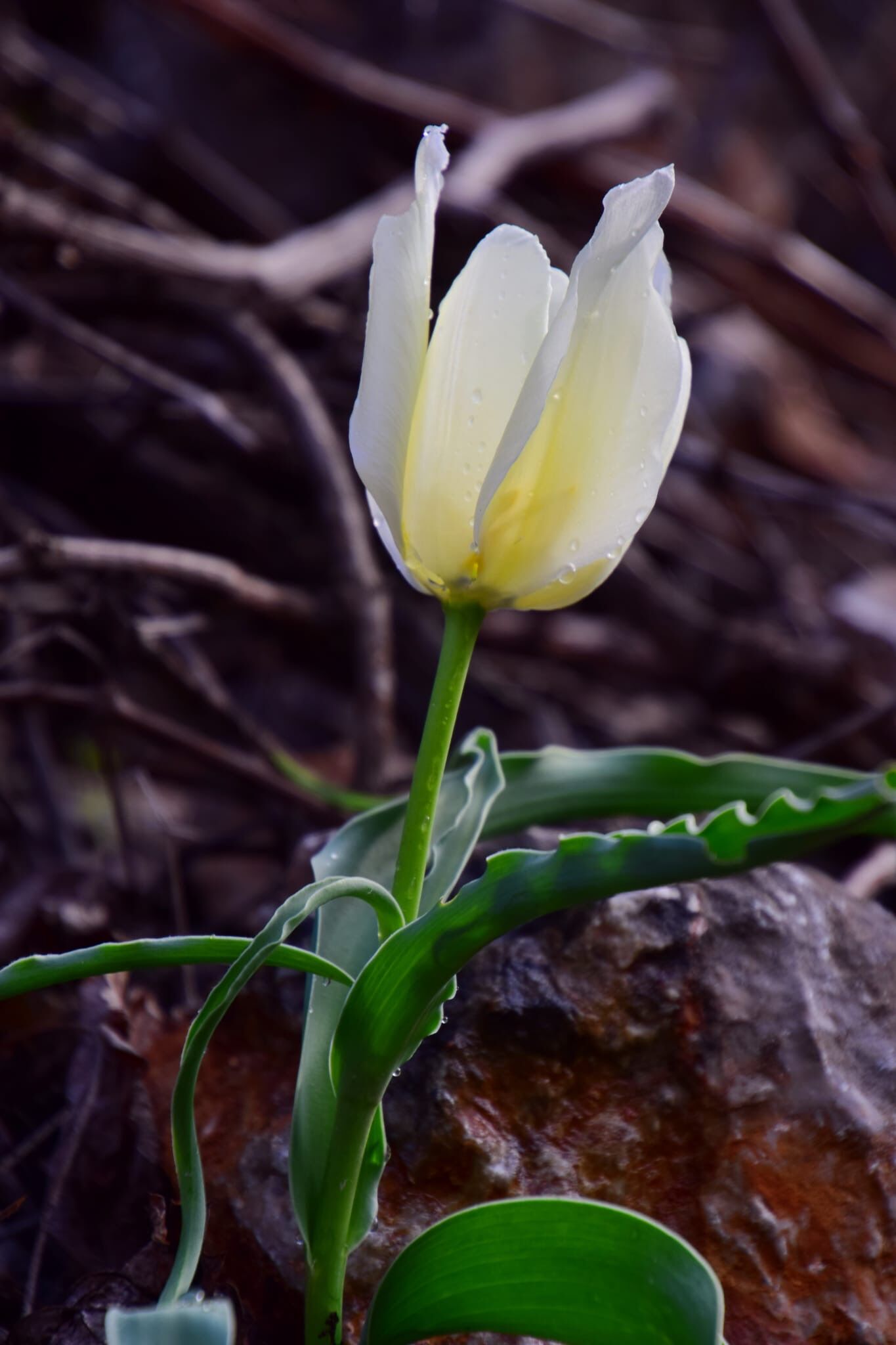 Yabani Beyaz Lale