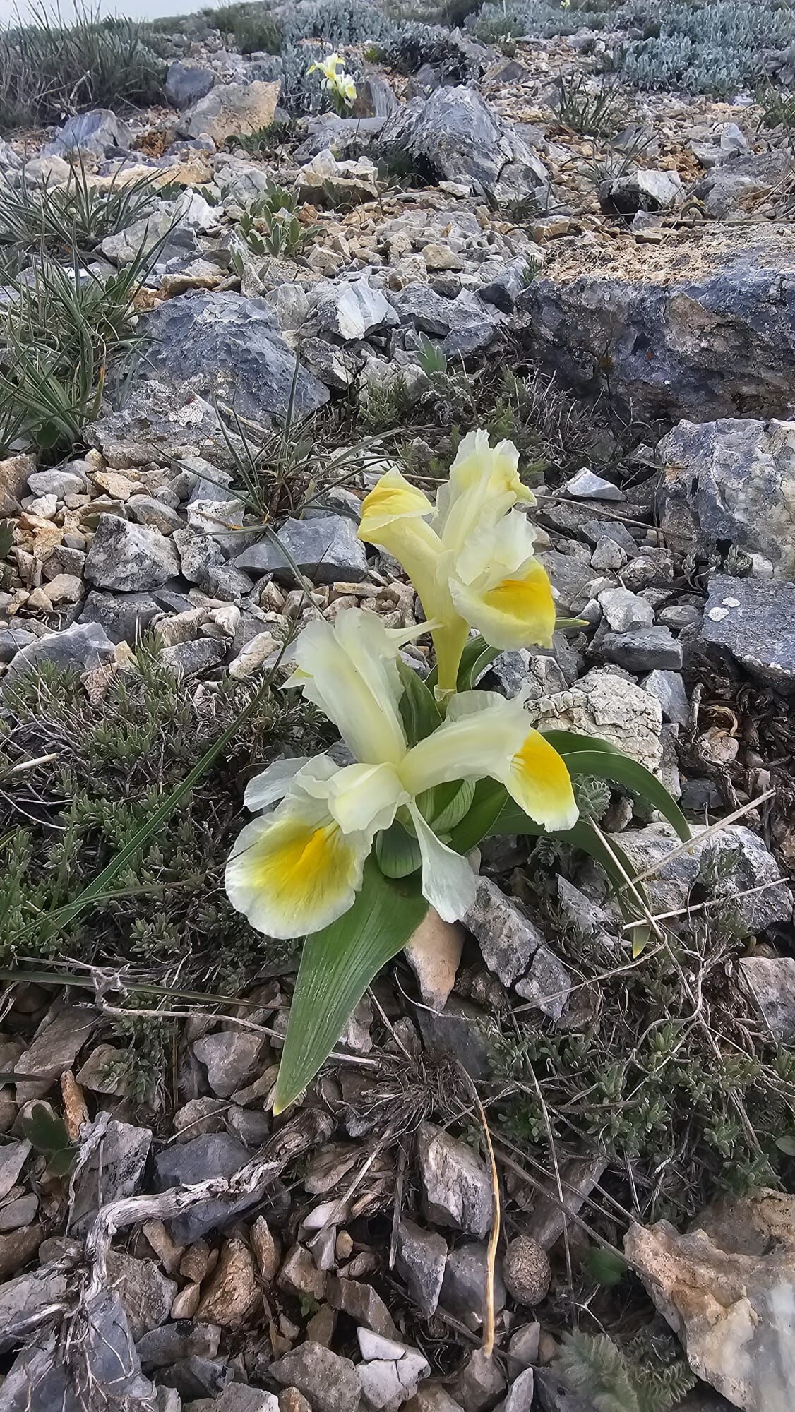 Nevruz Çiçeği-1
