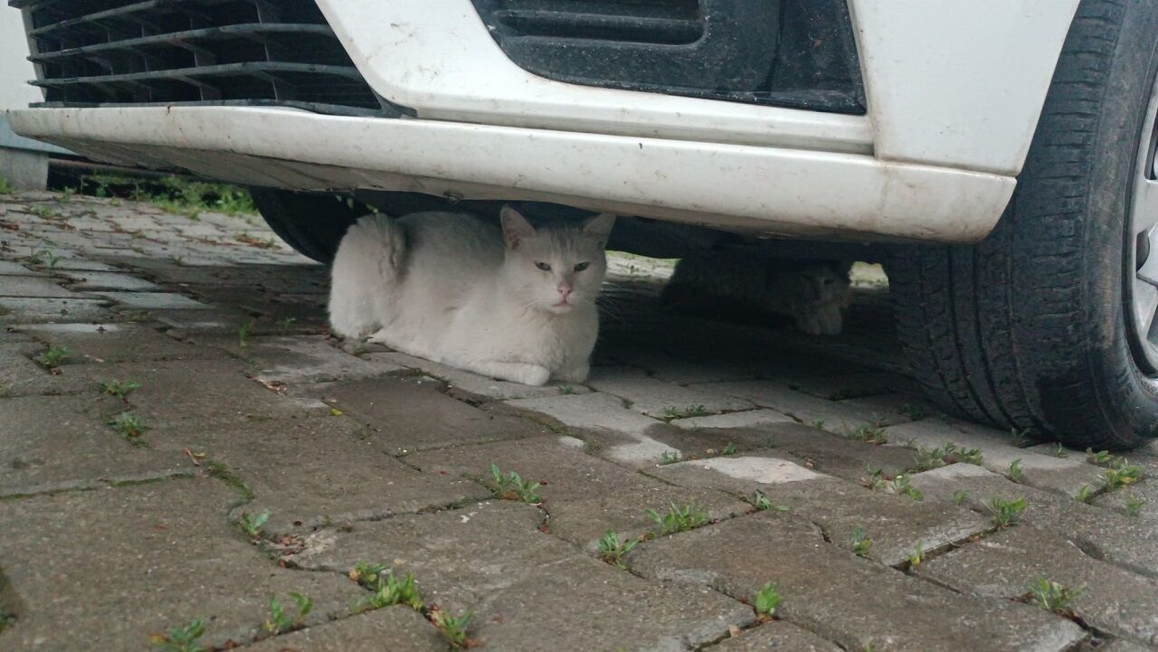 Yağmu 3 Yeni