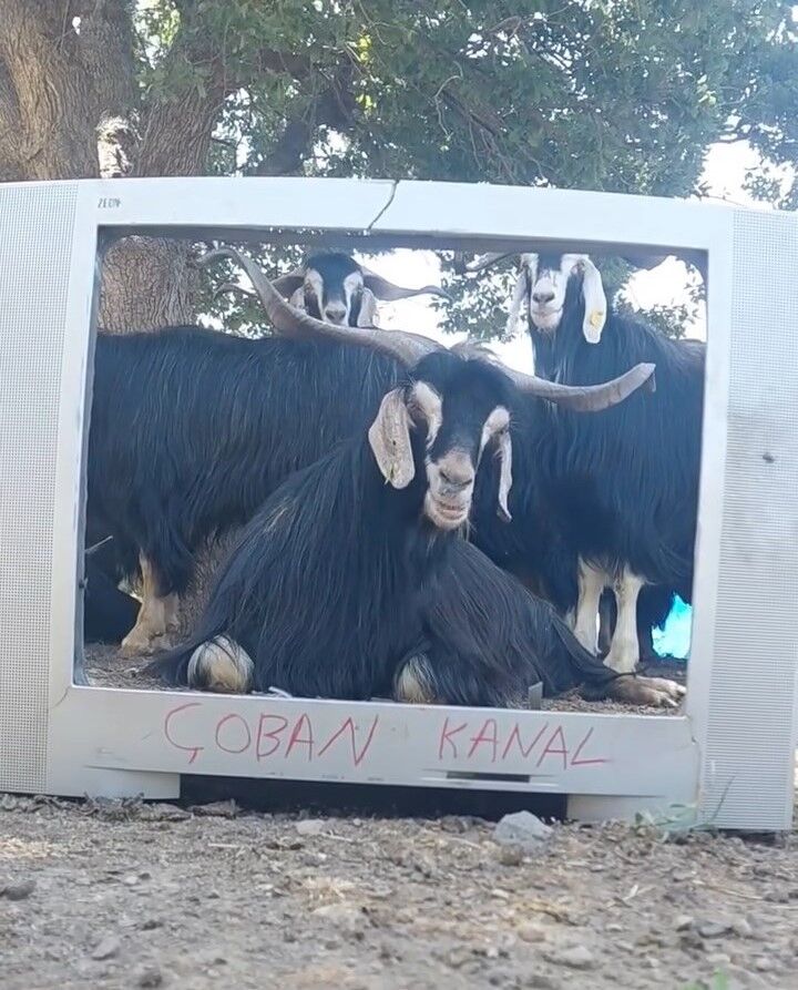 Çoban Yeni