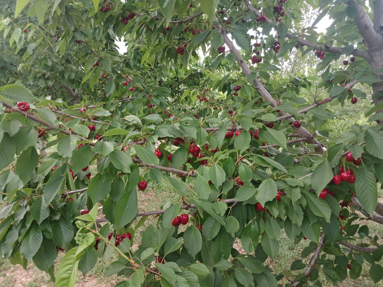 Iııı-3