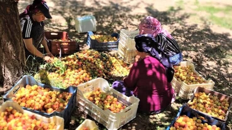 Malatya'da Kayısı Hasadı Başlamadan Karar Çıktı! İşçilerin Şartları Değişiyor