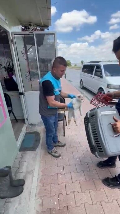 Kedi-4