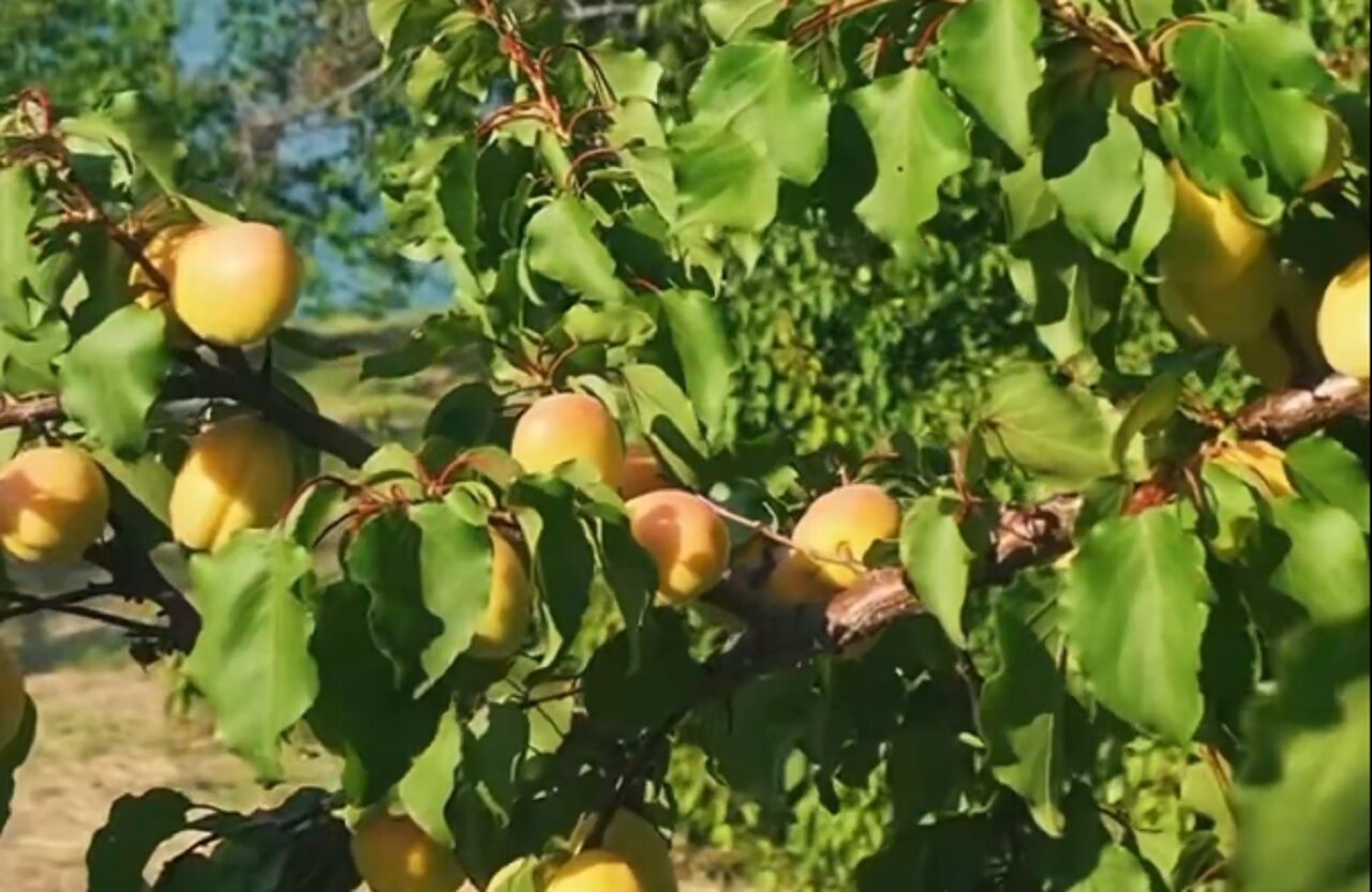Malatya Valisi Seddar Yavuz'dan Kayısı Üreticilerine Mesaj