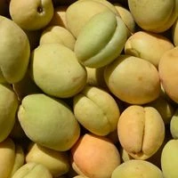 Malatyada Yas Kayisi Sezonu Acildi Iste Guncel Tezgah Fiyatlari 3