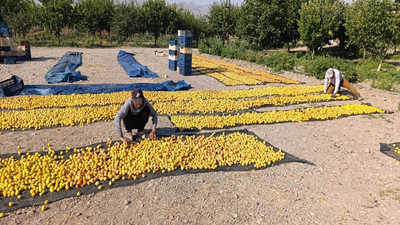 Gün Kurusu Sergen