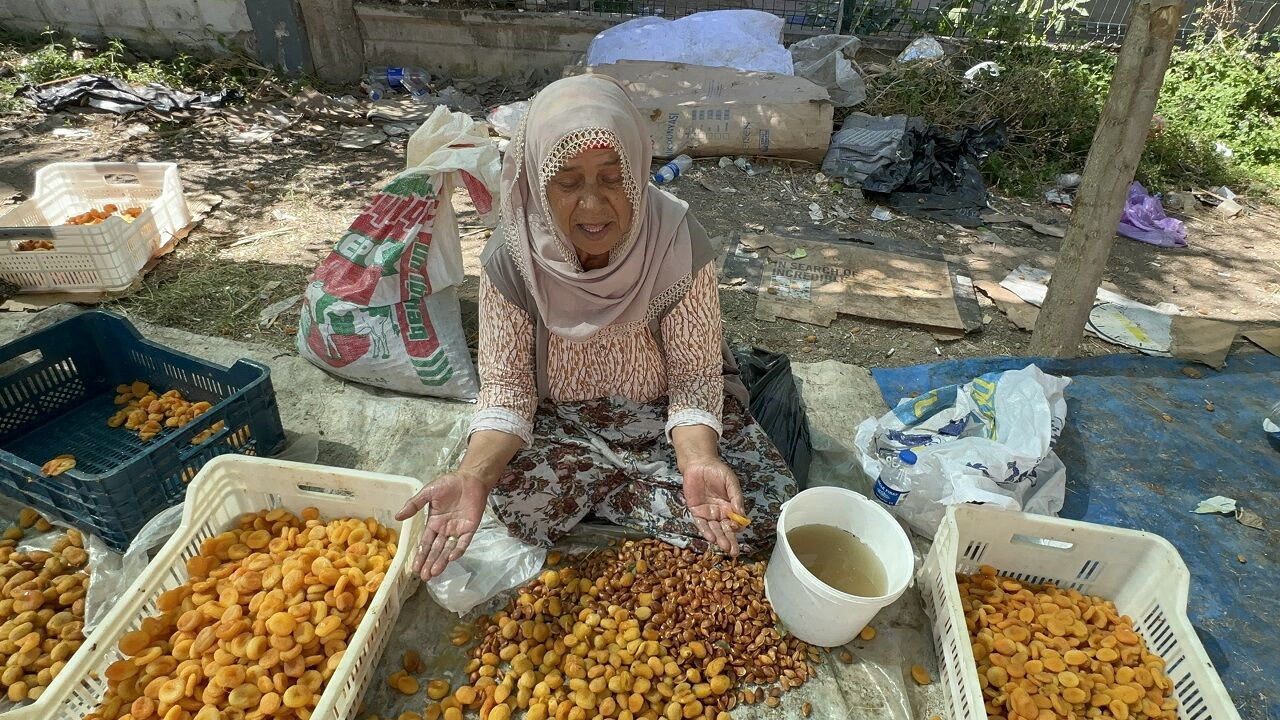 Kayısı 3
